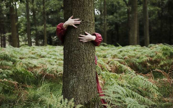 Baum im Wald